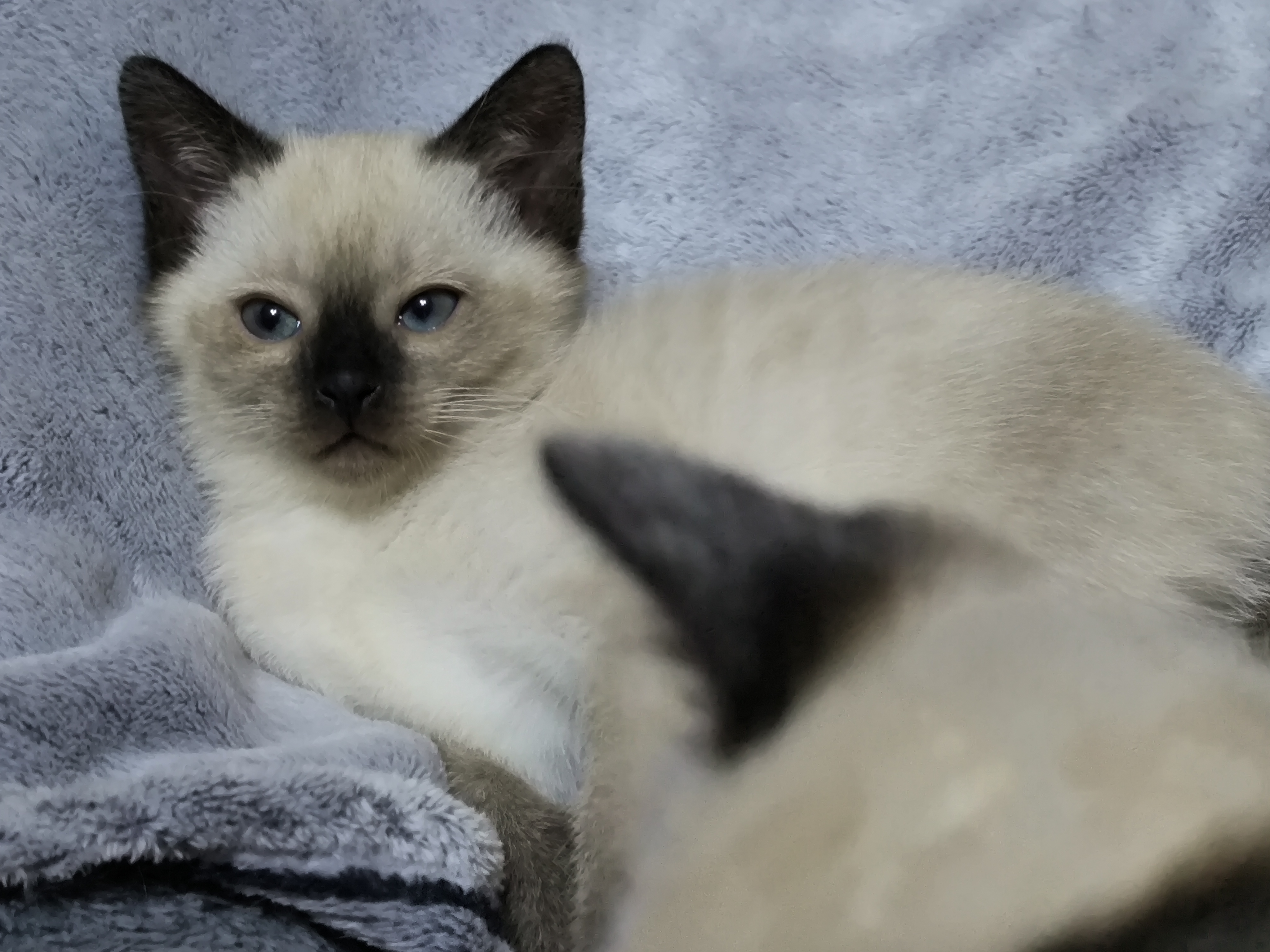 暹罗猫幼崽
